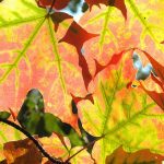 what is autumnal asthenia?